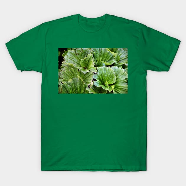 Macquarie Island Cabbage T-Shirt by Carole-Anne